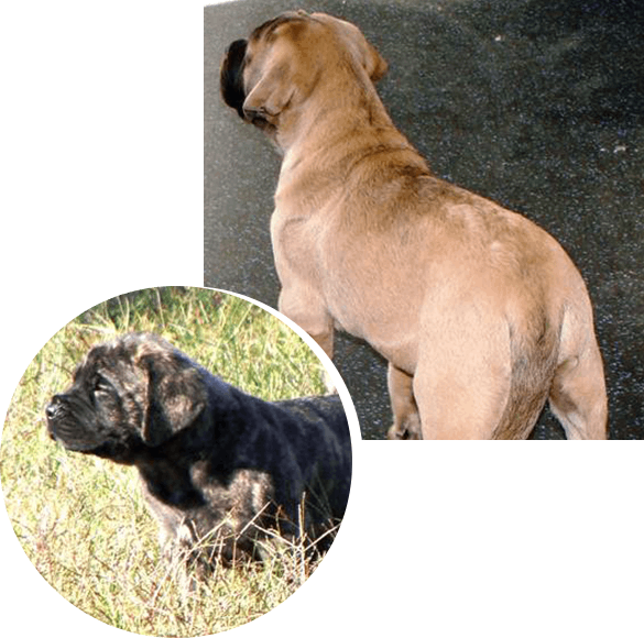 Thunderheart mastiffs store