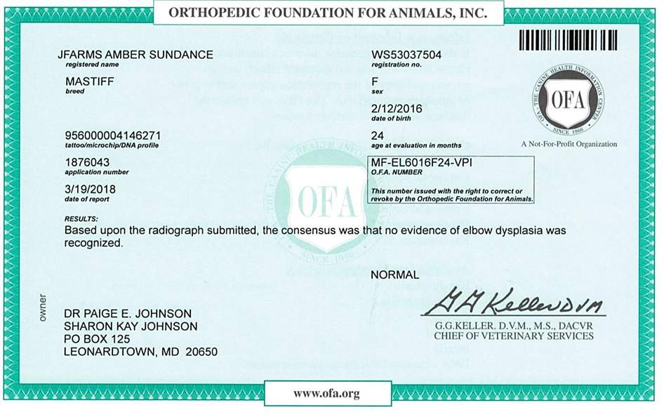 A fake medical certificate for an animal.