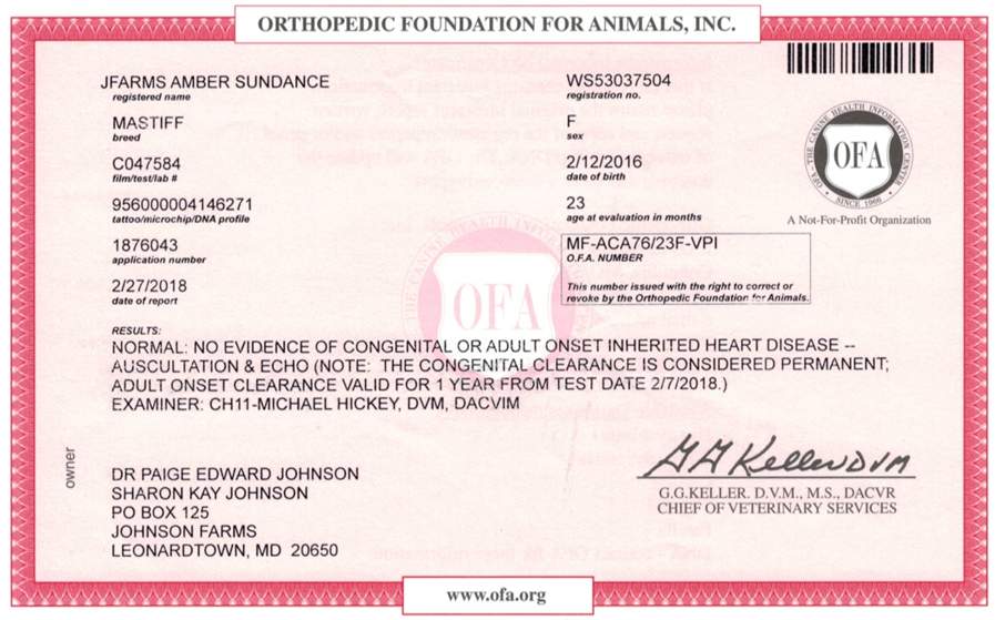 A medical document is shown with the word " orthopedic foundation for animals, inc ".