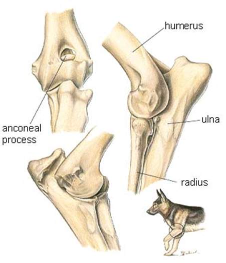 A picture of the bones in different positions.