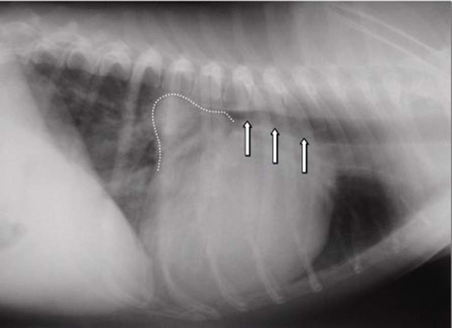 A black and white photo of an x-ray with three pins.