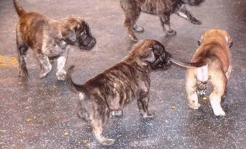 A group of puppies are standing in the dirt.