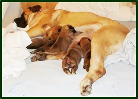 A dog and its puppies sleeping on the bed.