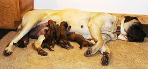 A dog laying on the ground with its puppies.