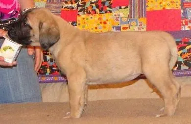 A large dog standing on the floor with its mouth open.
